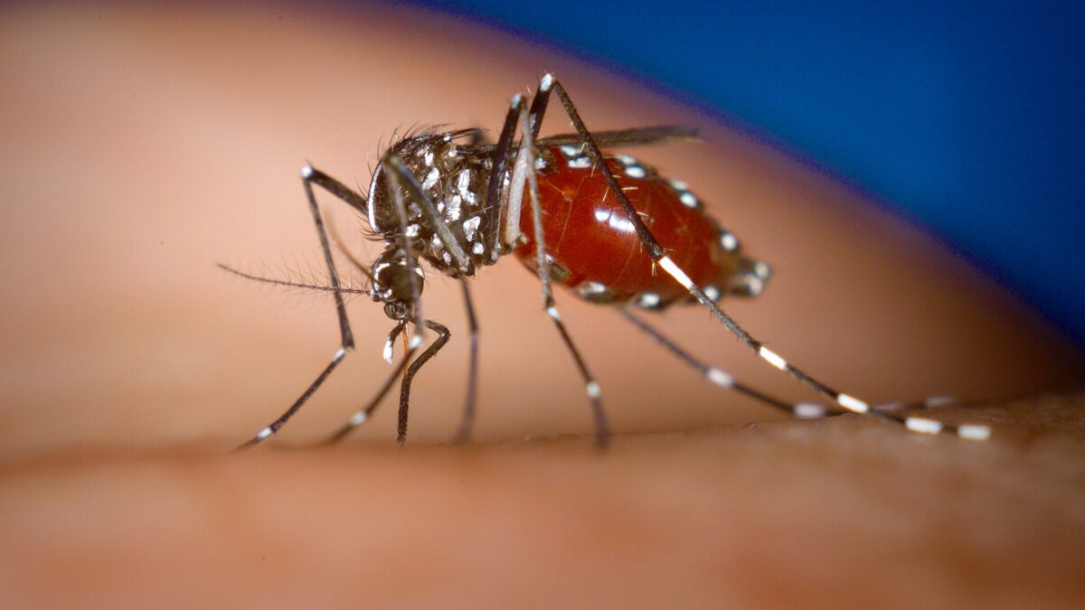 Myg af slægten Aedes på hud